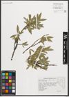 Foto von Salix orestera C. K. Schneid.